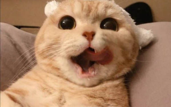 不建议给猫打狂犬