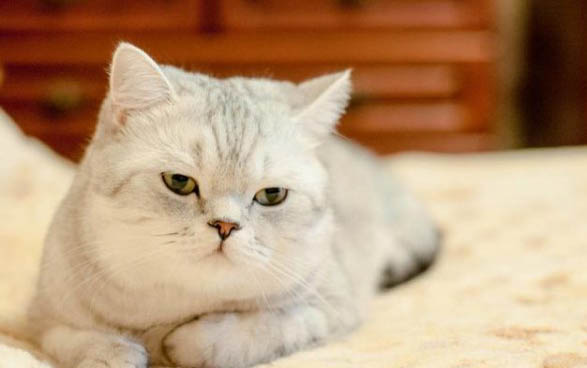 猫咪为什么会在家打架呢