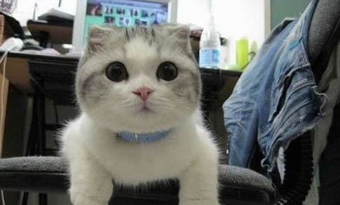 五个月的猫咪怎么养熟