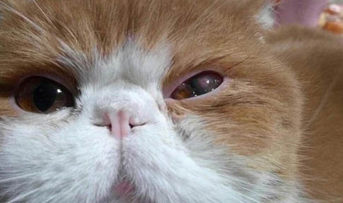 猫连着吐了好几天