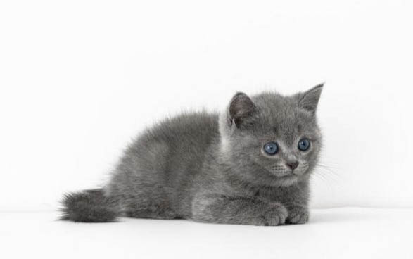 小猫两个月猫癣属于奶癣吗,猫癣怎么改善