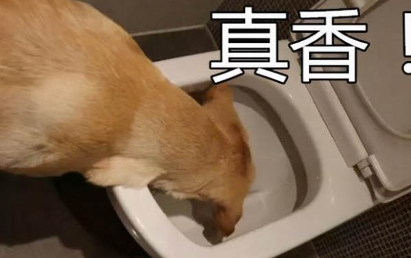母狗狗尿血是怎么回事啊