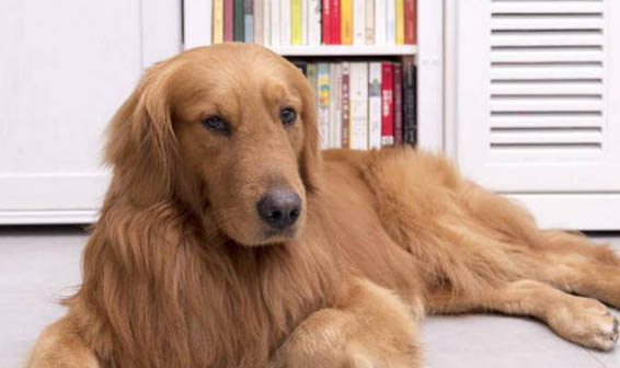 金毛犬一生认几个主人