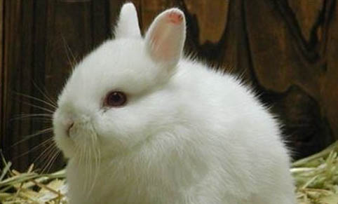 宠物兔吃什么水果