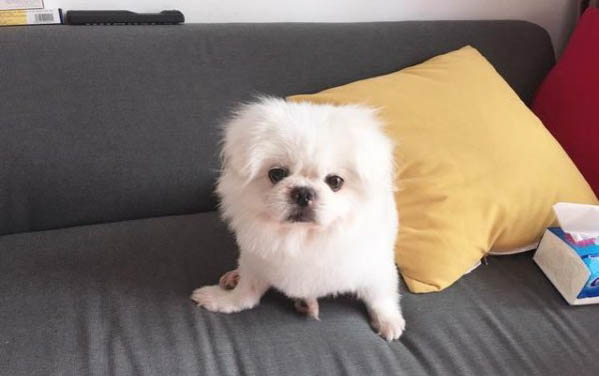 为什么狗狗一直挠耳朵