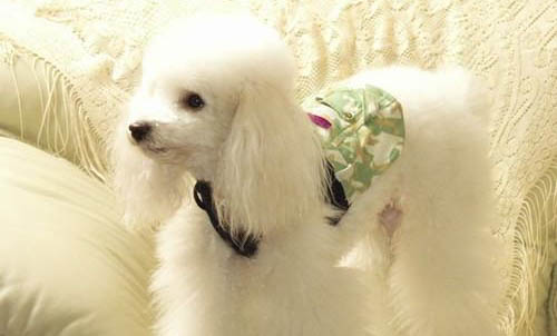 贵宾犬一天吃多少狗粮
