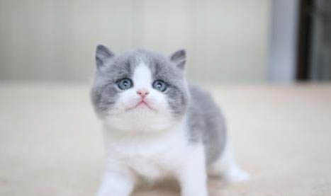 英国短毛猫多少钱一只
