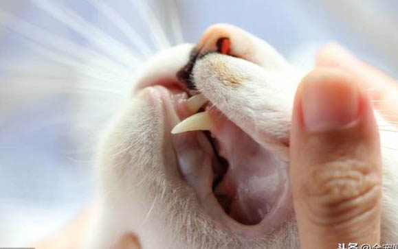 宠物店寄养小猫咪多少钱一天