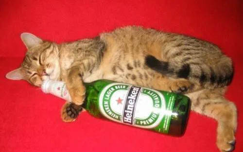 刚买的猫一吃完就吐