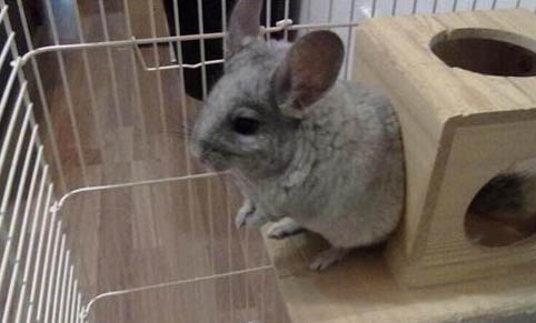 龙猫喂多久才能放风呢