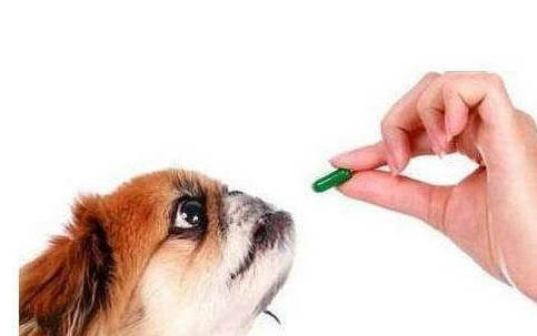 狗狗换粮拉稀如何处理