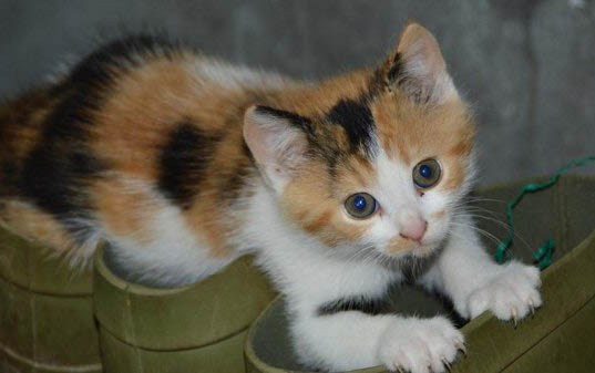 2个月的小猫口臭严重怎么办
