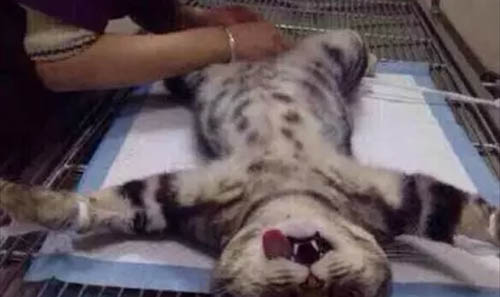 猫眼睛有黄黄的分泌物睁不开