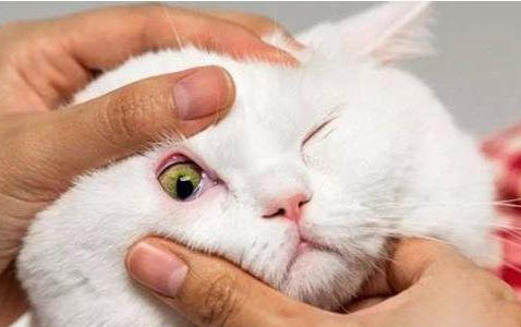 小猫能剪指甲吗