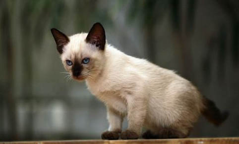 怎么改掉猫咪爱咬人的毛病