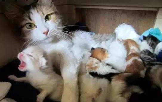 一个月的猫一次喂多少奶
