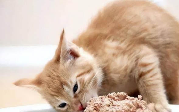 猫的尾巴左右摇是什么意思