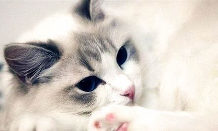 布偶猫是大型猫还是中型猫