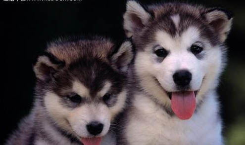 如何养好幼犬