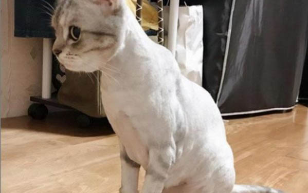 为何养猫男多是单身，因为男生养猫等于养女朋友