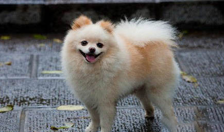 博美犬掉毛很严重怎么办
