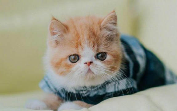 猫咪打完疫苗后多久可以绝育啊