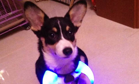 狗狗怀孕多久