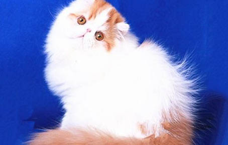 猫咪生完孩子为什么会有红色的毛发呢