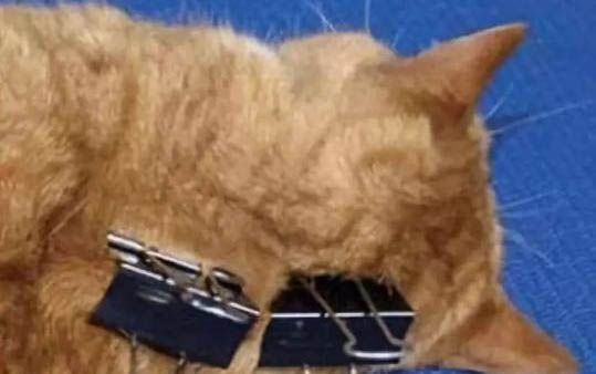 猫吃哪款猫粮可以长胖的快一点