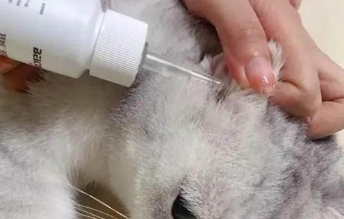 猫咪难产症状