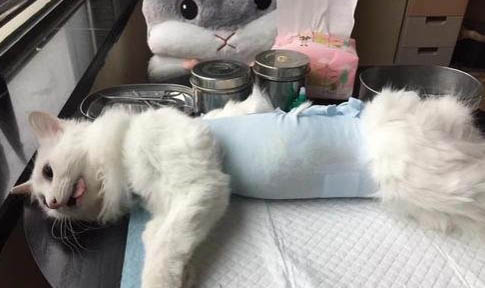 猫瘟治疗一般要多少钱？
