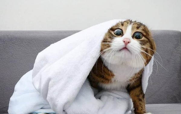 猫咪禁食不能超过多久