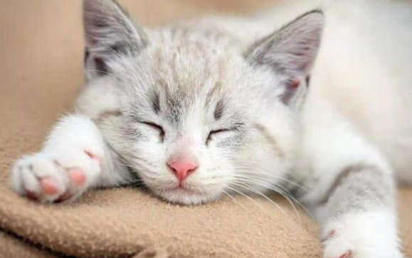 三个月猫还用喝奶粉吗