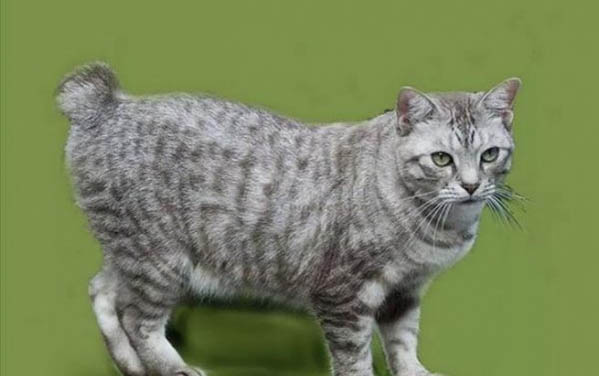 小猫咳嗽吃什么药