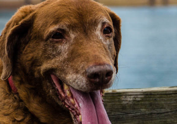 爱尔兰水猎犬的体重大约是多少