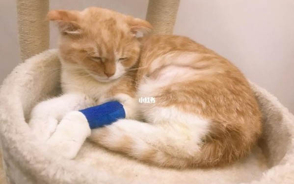 猫发出呼呼的声音是什么情况