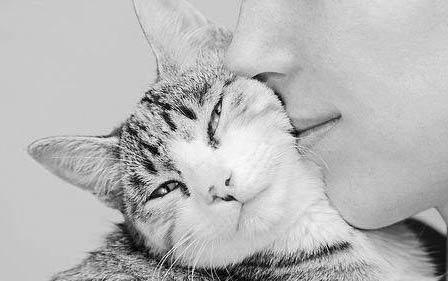 猫到底能不能吃蛋白粉