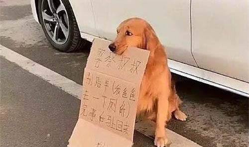狗狗做绝育需要多少钱