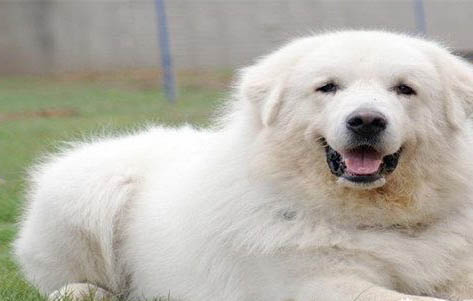 灵犬贝拉是什么品种
