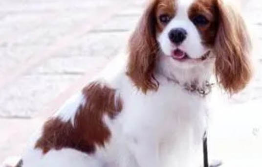 美国水猎犬需要训练什么