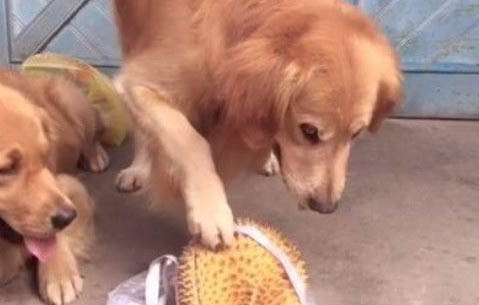 狗狗如果内脏受伤了会有哪些表现?