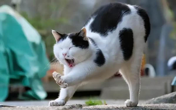 猫大便不成形是怎么回事儿