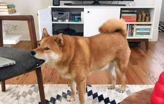 狗腿上长了个肉瘤凸起