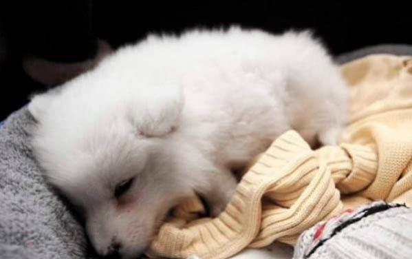 狗狗可以吃红枣吗
