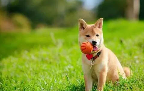 新手养金毛幼犬要注意什么呢