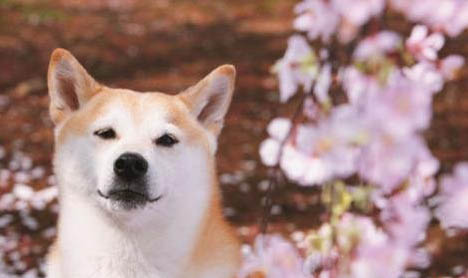 柴犬的体重多少才正常呢
