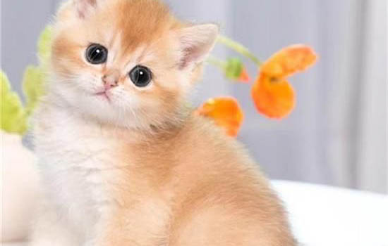 四个月的猫相当于人的多少岁