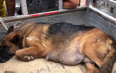 德国牧羊犬脾脏大的原因及处理方法