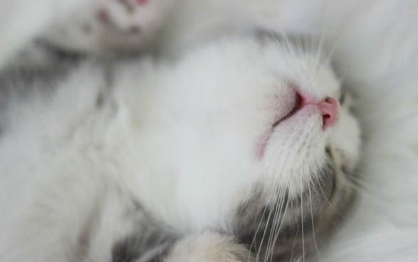猫咪肠道为什么有炎症呢