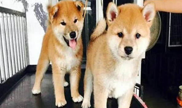 如何区别柴犬和秋田犬